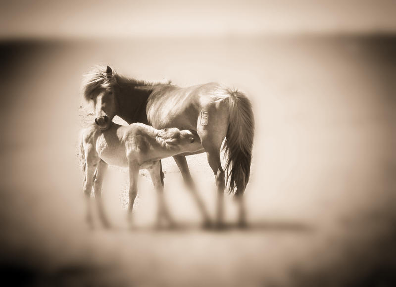 人与动物的和谐画面