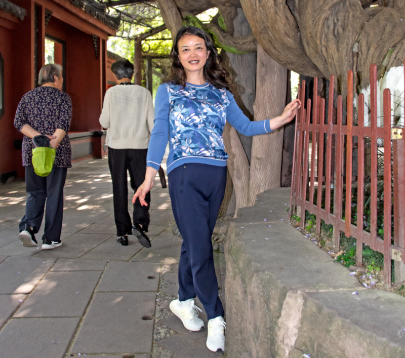 500岁的中国紫藤王开花了2（商业）