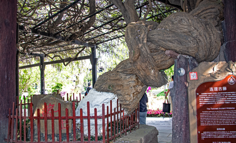 500岁的中国紫藤王开花了2（生态）