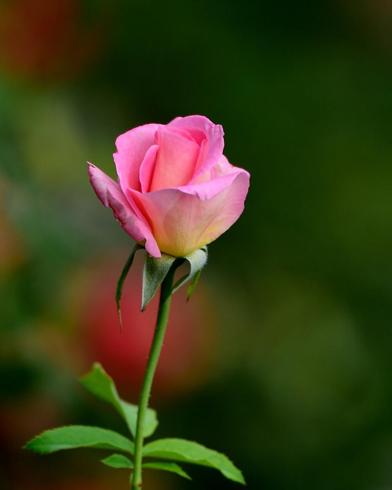 随拍花朵——太原版