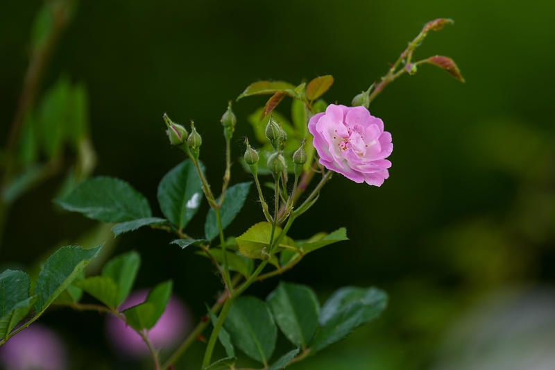 邂逅多彩蔷薇，定格缤纷时光