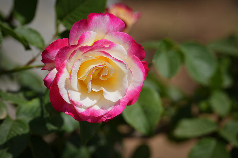 石家庄植物园：与月季的暮春私约