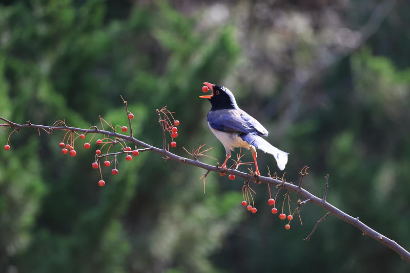 红嘴蓝鹊 ；
