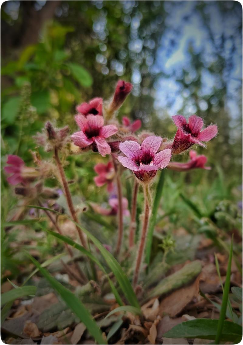 寄语春末（奥林版）
