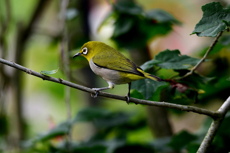 适马150-600(s)拍鸟