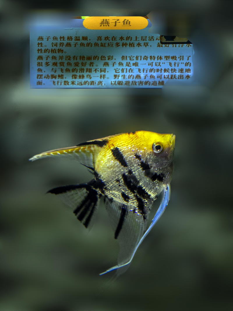 西安曲江海洋馆---马夫鱼---神仙鱼---钻石蝶