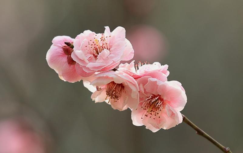 漂亮的 梅花。。