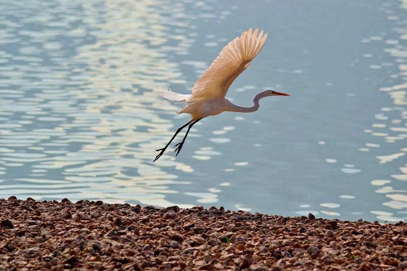 适马150-500配尼康d3100和索尼a7m3公园随拍