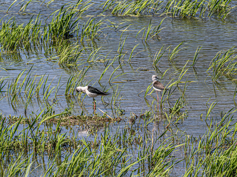 再拍黑翅长脚鹬-腾龙