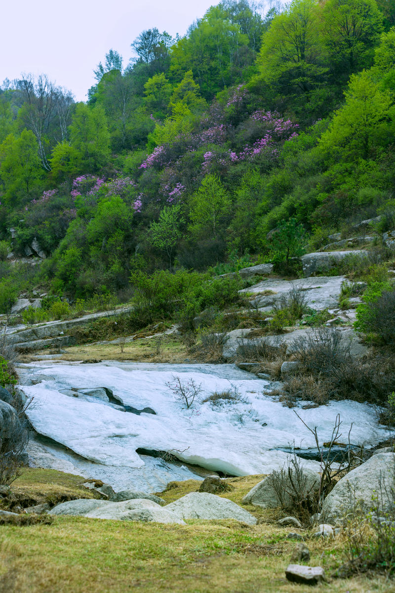 涞源杜鹃火了！