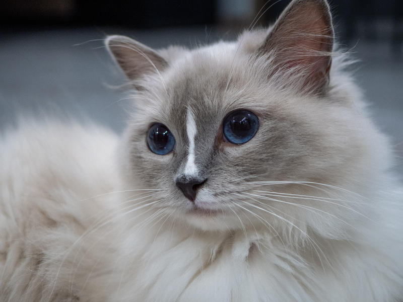 试镜头拍的猫咪