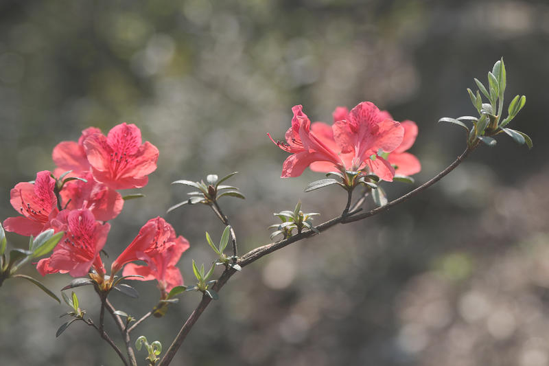 映山红遍 青春逐梦（高原）