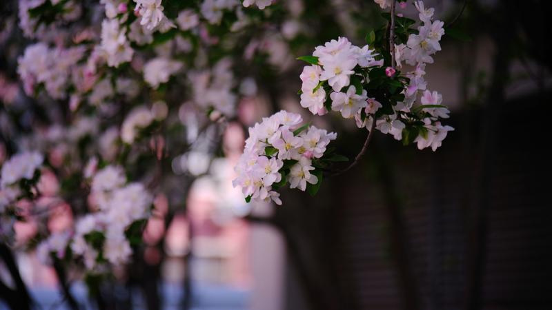 富士gfx50s路边试镜