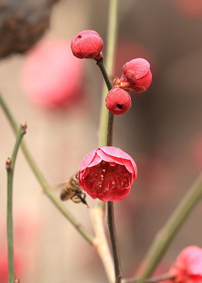 梅花，。、