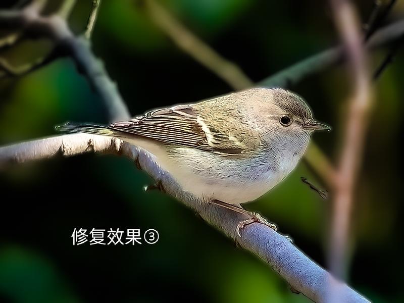 黄腰柳莺鸟的头部被树枝遮挡照片的修复