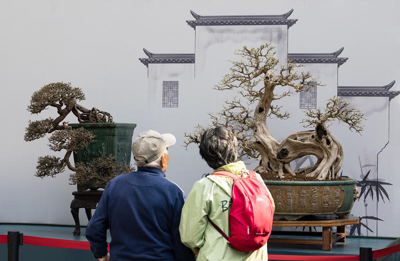 “舒华布实”精品盆景展