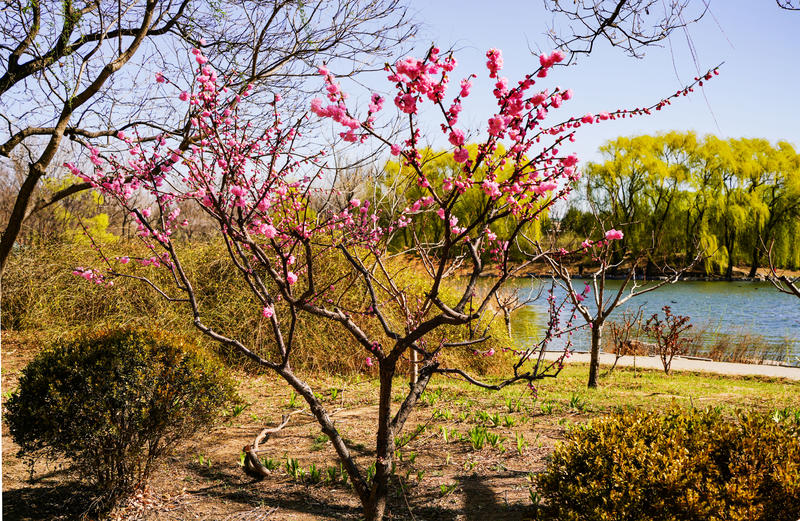 春天随手拍 小桃树花开