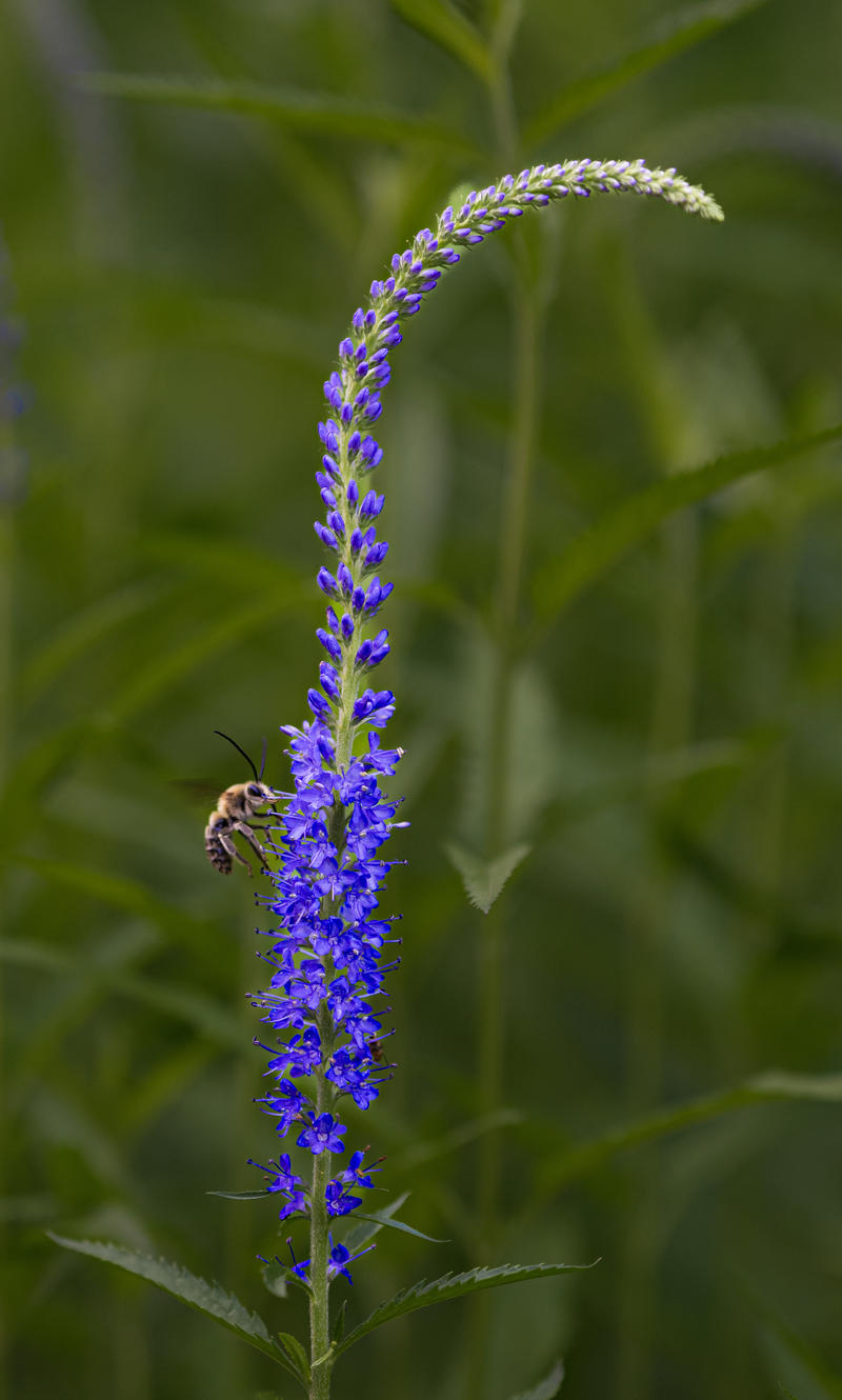 花一组（徕卡）