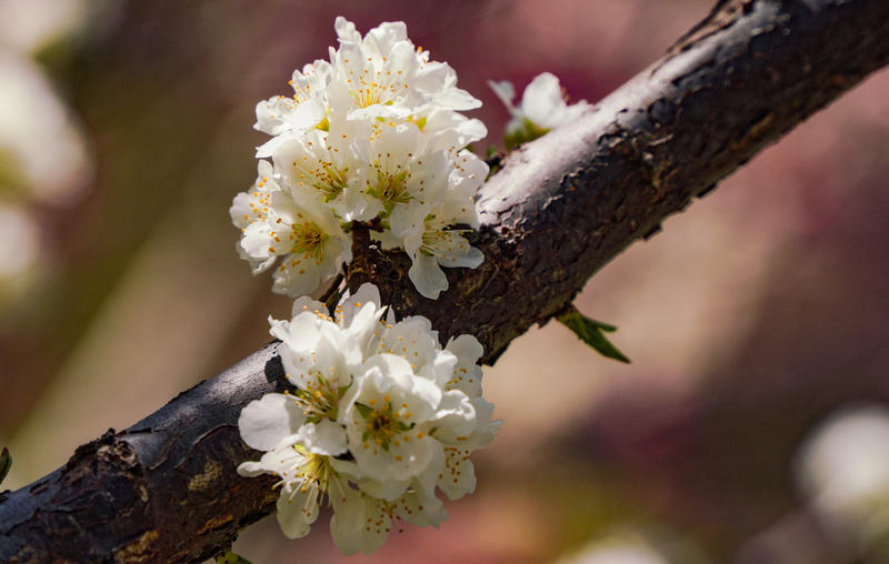 立夏随手拍 天竺葵花开