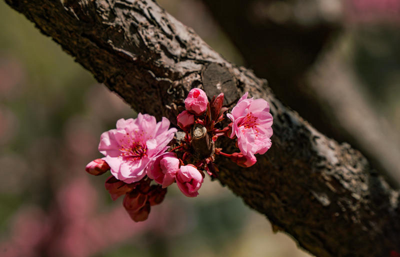 春天随手拍 春天里的秋海棠花