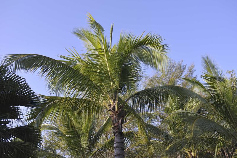 2024春节三亚游记。