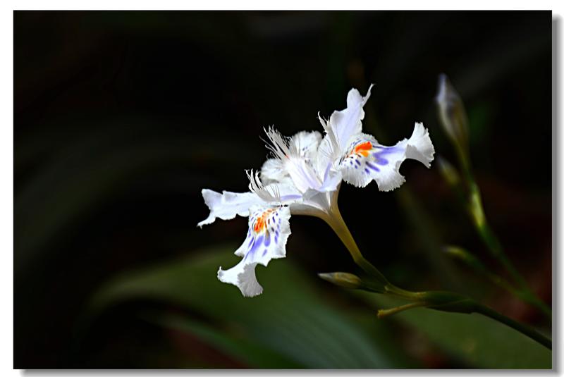 公园里的扁竹兰