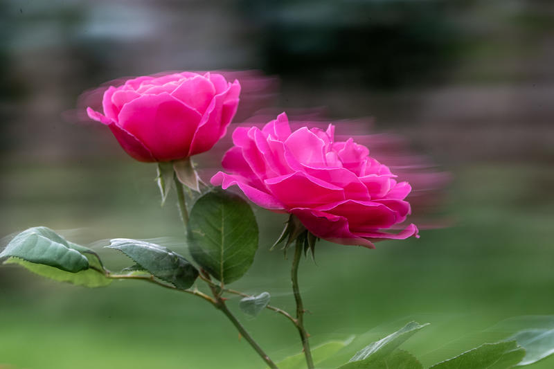 绚丽多彩的月季花