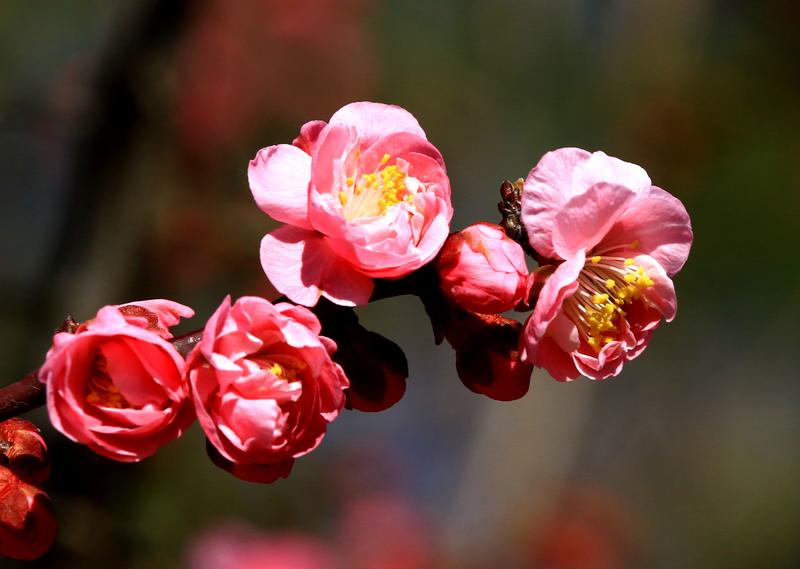 漂亮的梅花、、、