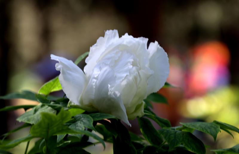 漂亮的牡丹花。。