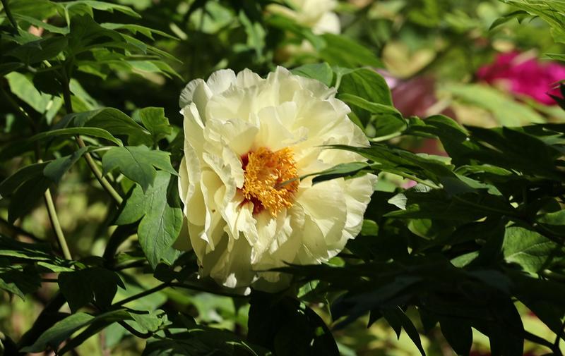 漂亮的牡丹花。、。