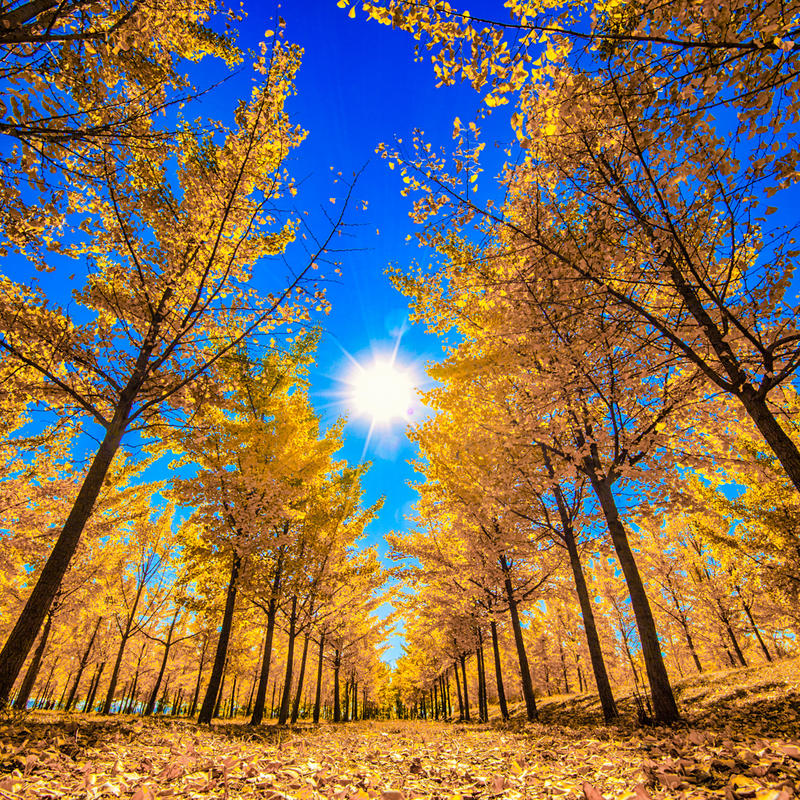 组照《暖秋》系列