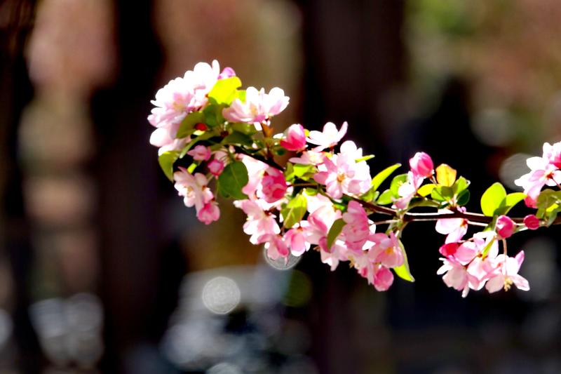 元大都海棠花溪qh