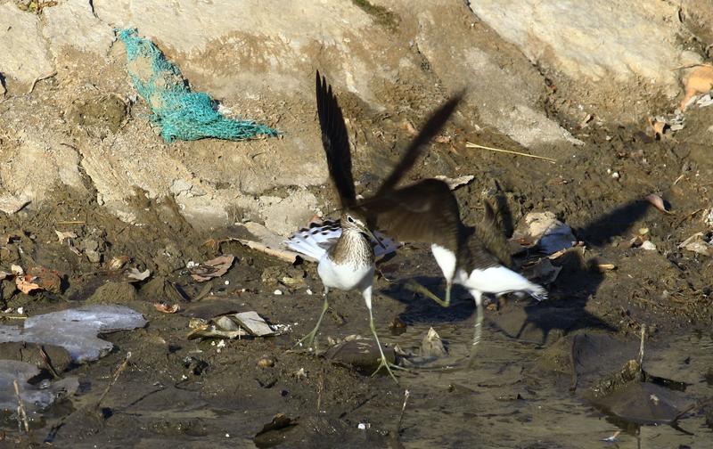 春日小河边的青脚鹬