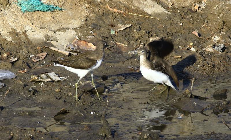 春日小河边的青脚鹬，