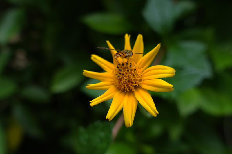 公园散步看绿2（索尼黑卡rx100 - 78）