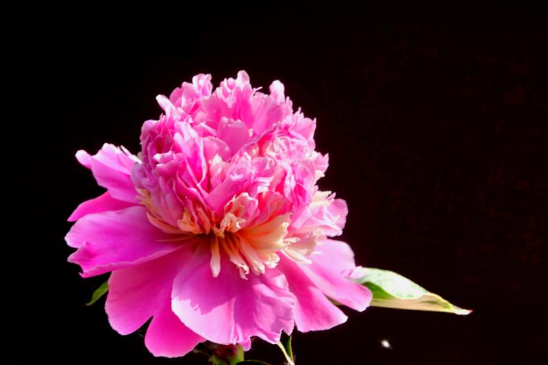 景山公园芍药花qh