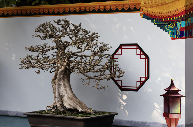 “舒华布实”精品盆景展      2