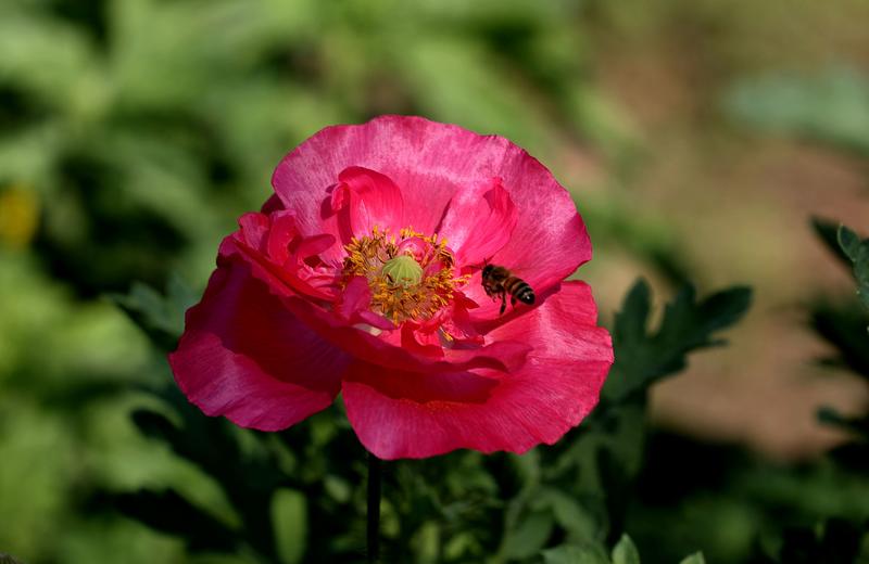 漂亮的虞美人、、