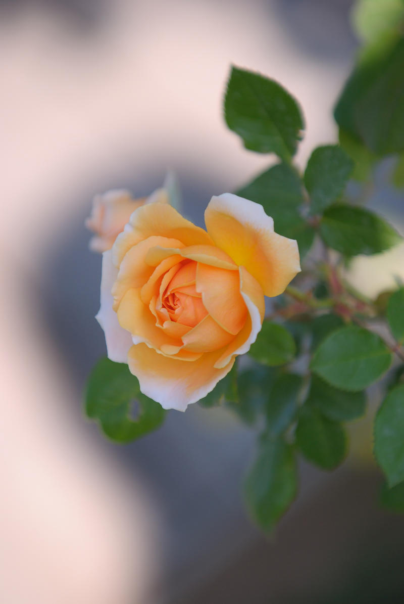 2025年的月季花 （一）..