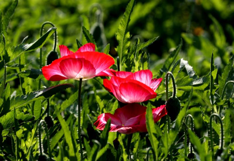 漂亮的虞美人，，，