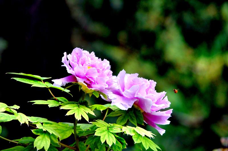 景山公园牡丹花qh