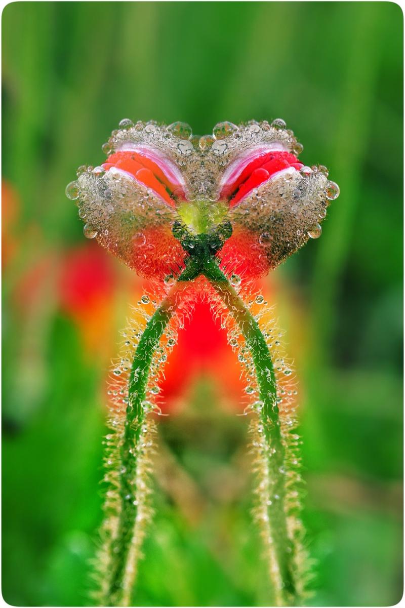 虞美人花（奥林版）