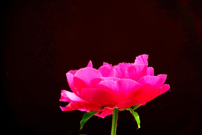 景山公园芍药花hh