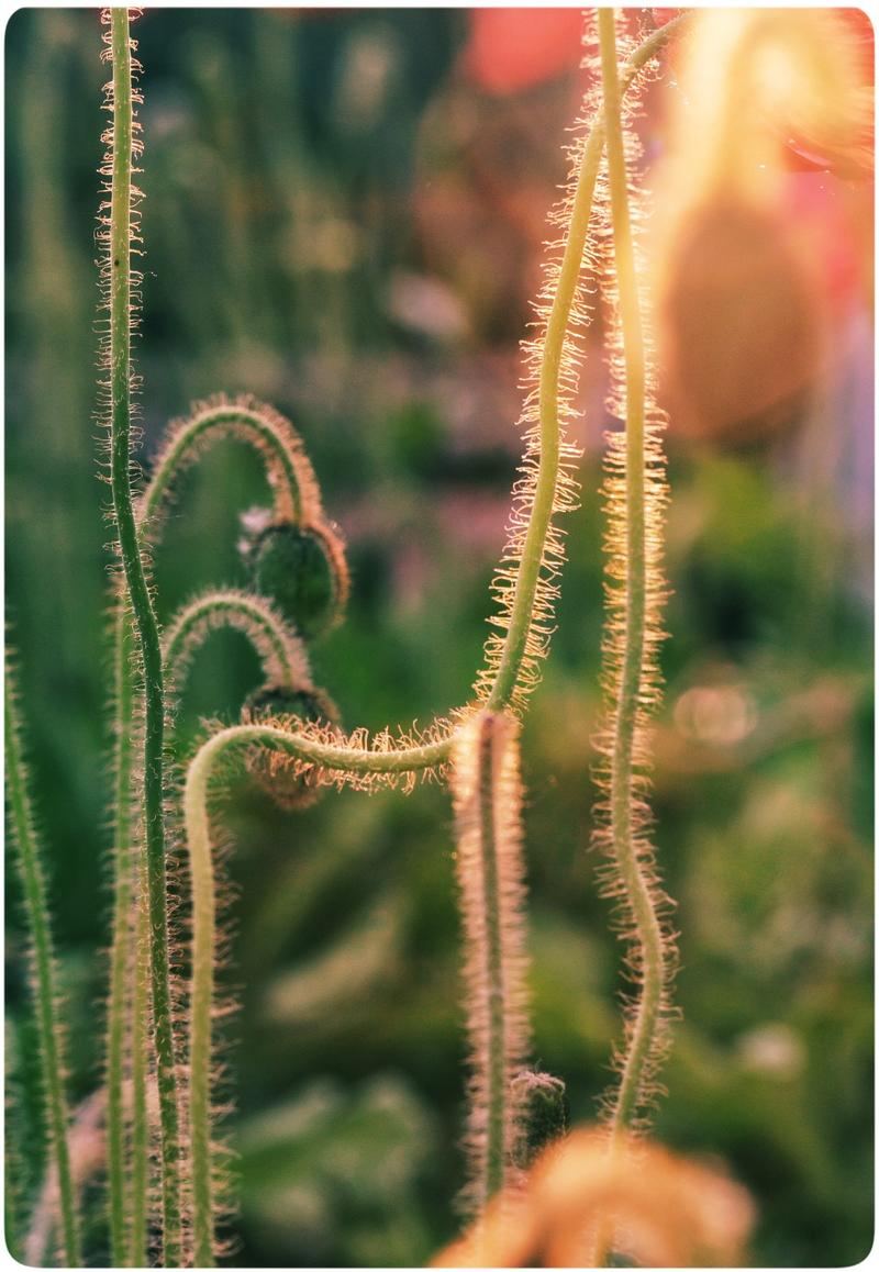 虞美人花（生活版）