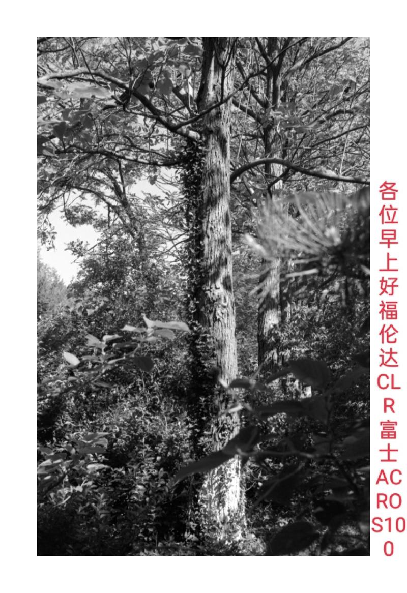 福伦达vito clr杂拍