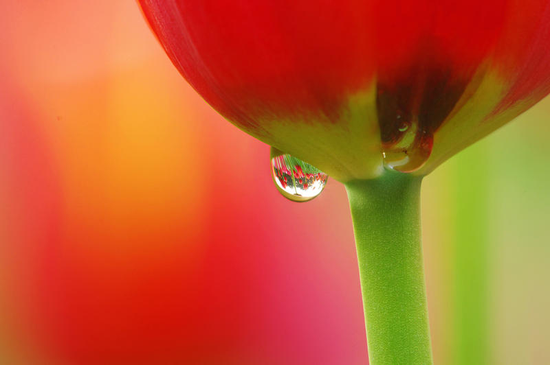 dal55300 华光f350近摄镜拍花草微距