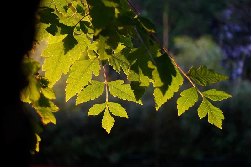 与索尼rx100m3的初次相遇