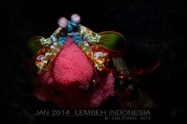 海底两万里——张帆2014年水下摄影回顾（一）